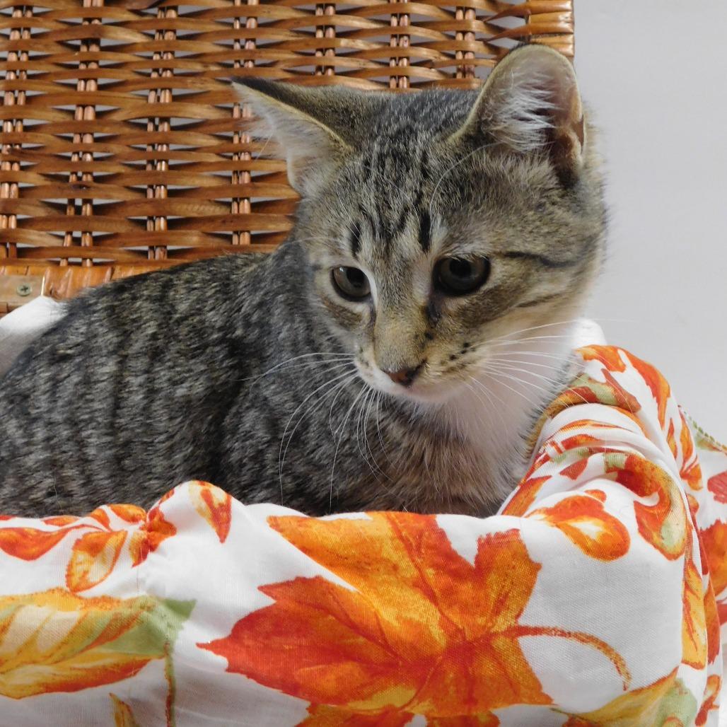 Enlarge Eskimo, a Adoptable Domestic Short Hair in Canton, IL image 5/6