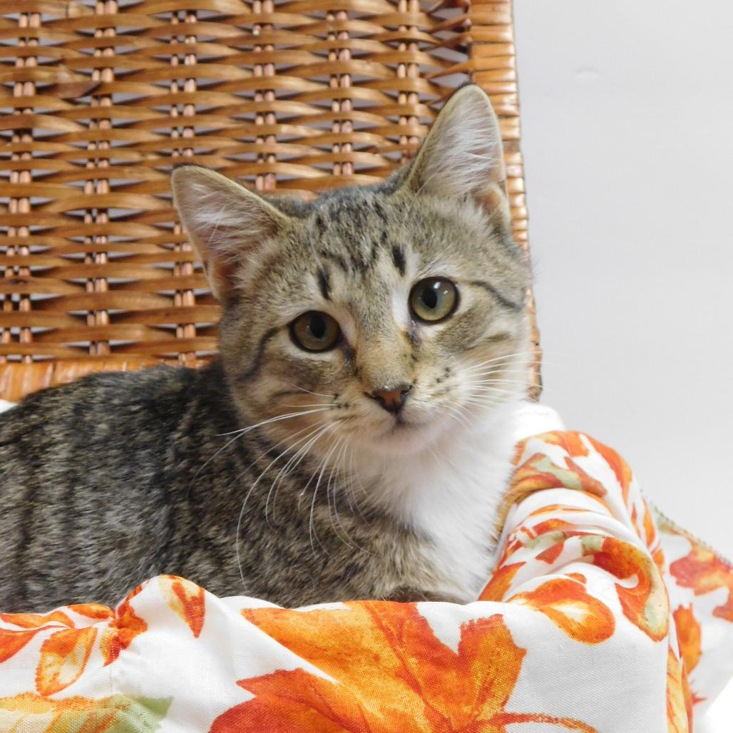 Enlarge Eskimo, a Adoptable Domestic Short Hair in Canton, IL image 6/6