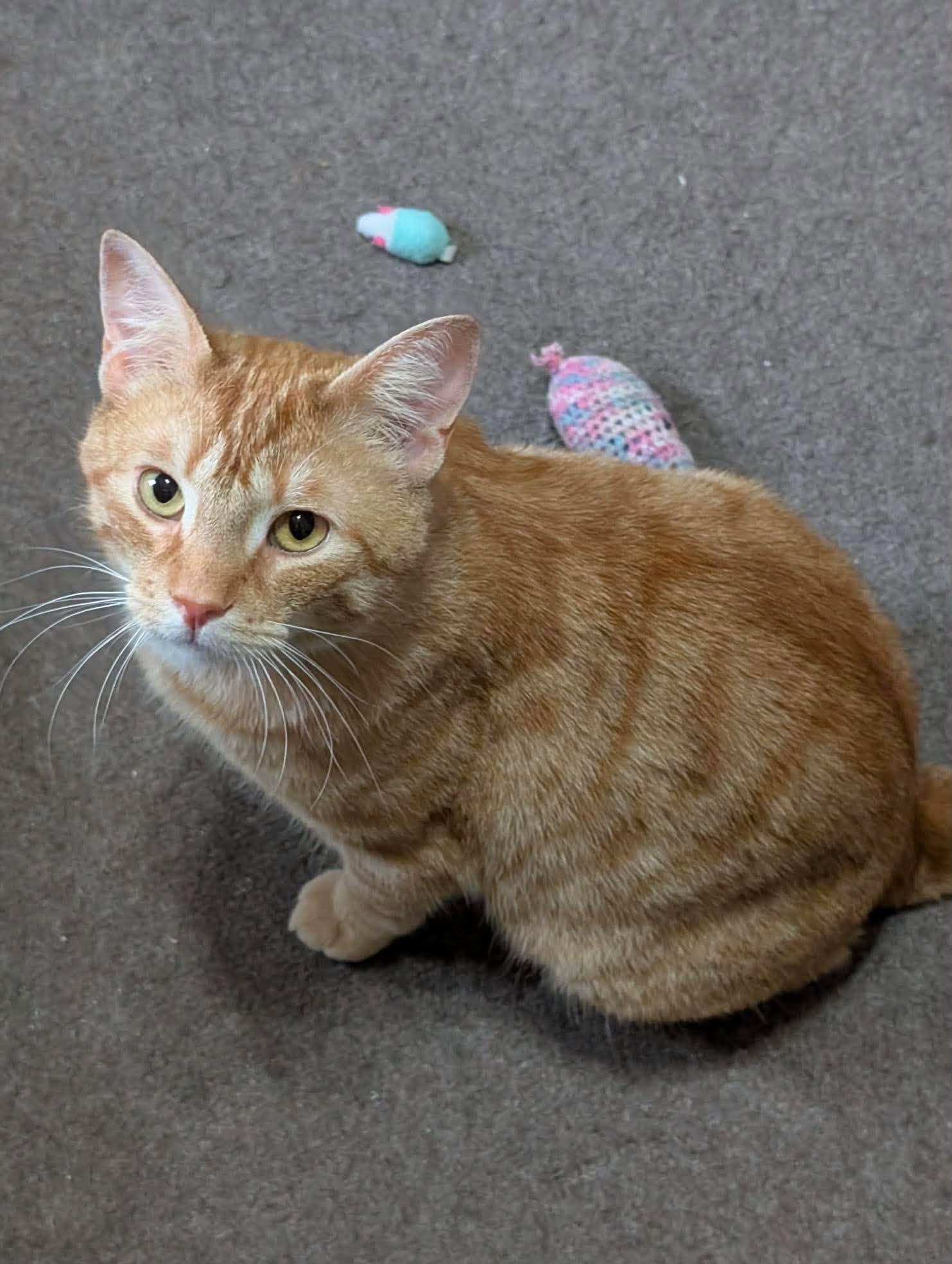 Enlarge RULER, a ADOPTABLE Domestic Short Hair in Tillsonburg, ON image 2/3