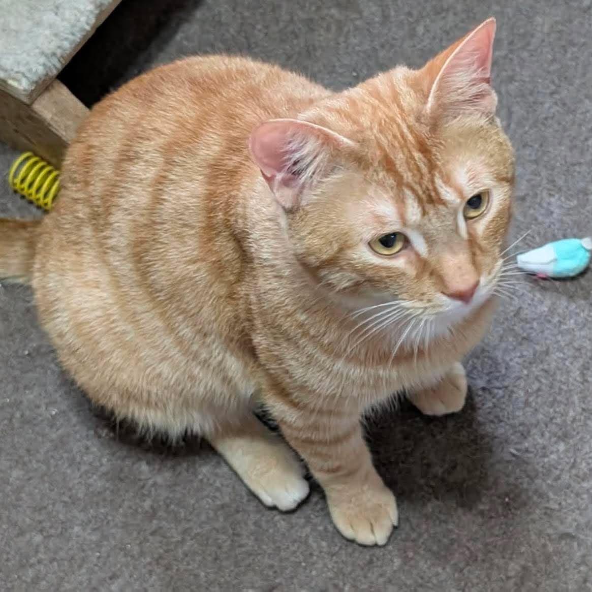 Enlarge RULER, a ADOPTABLE Domestic Short Hair in Tillsonburg, ON image 3/3