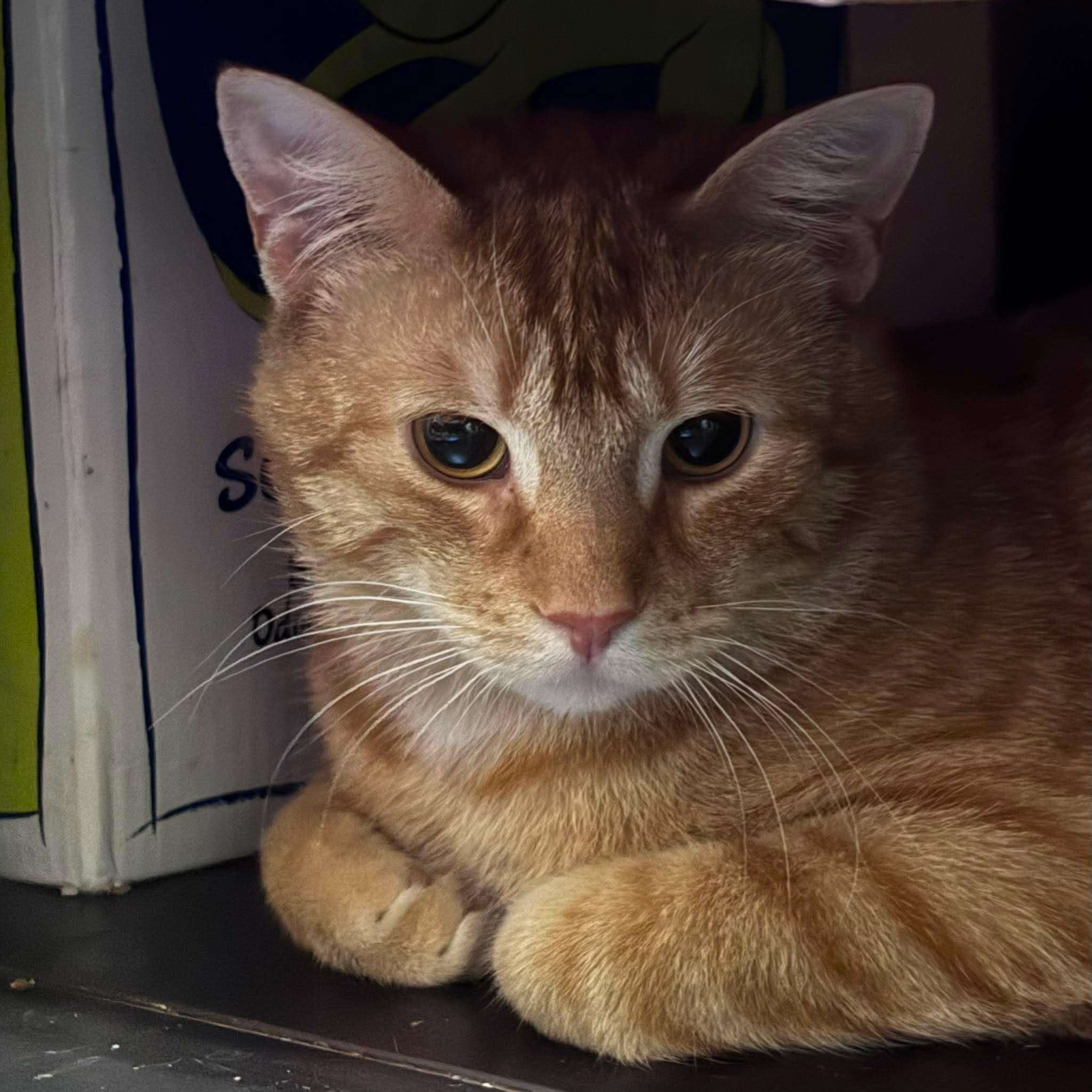 Enlarge RULER, a ADOPTABLE Domestic Short Hair in Tillsonburg, ON image 1/3
