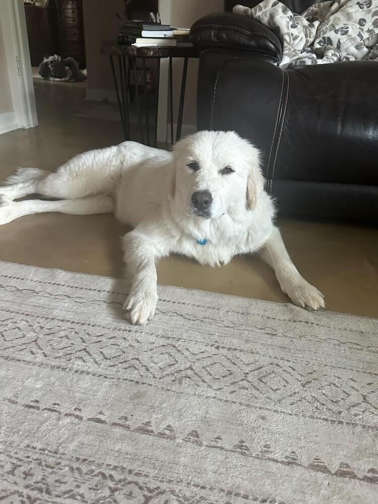 Enlarge Luna, a Adoptable mixed breed in Henniker, NH image 2/3