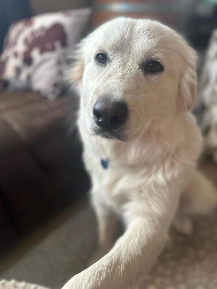 Enlarge Luna, a Adoptable mixed breed in Henniker, NH image 3/3