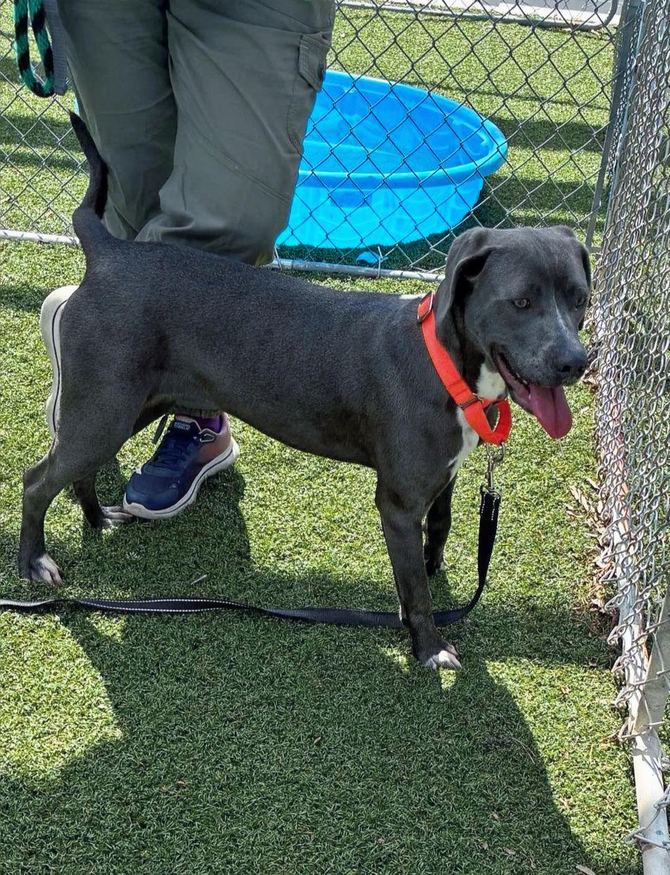Caris, a ADOPTABLE mixed breed in Hillsdale, NY image 4/4