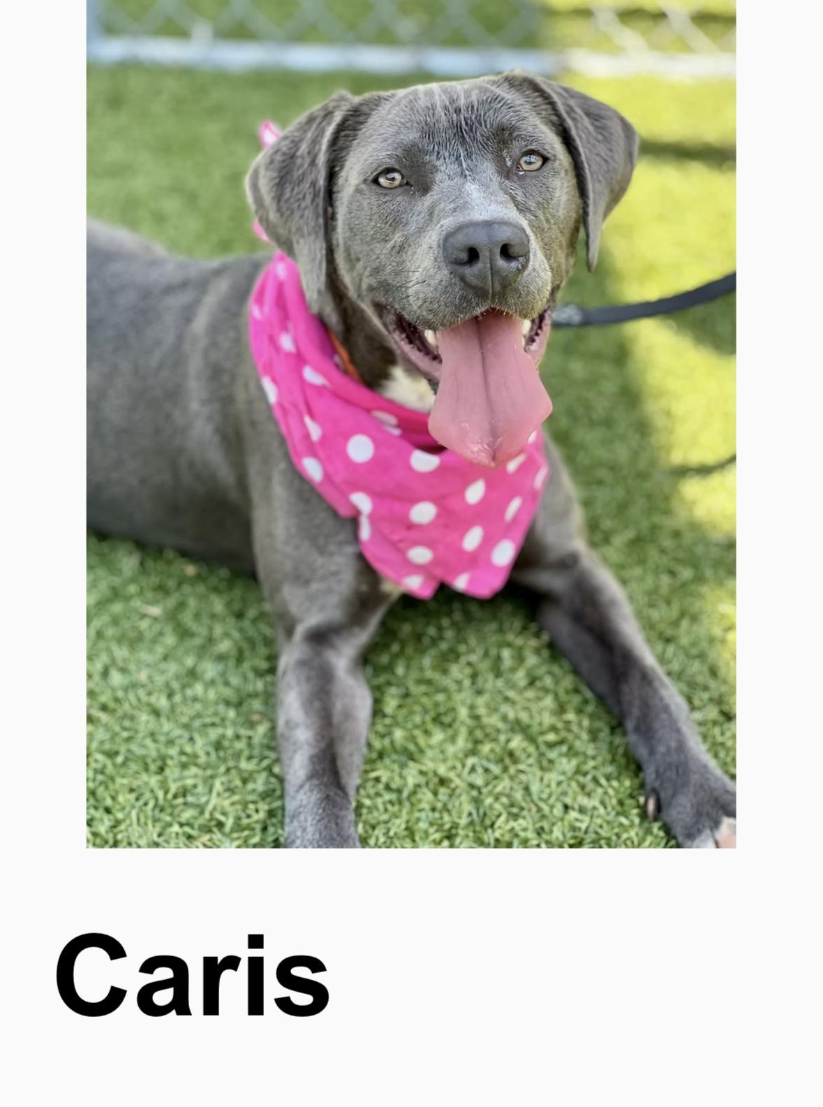 Caris, ADOPTABLE, Young Female Labrador Retriever & Terrier.