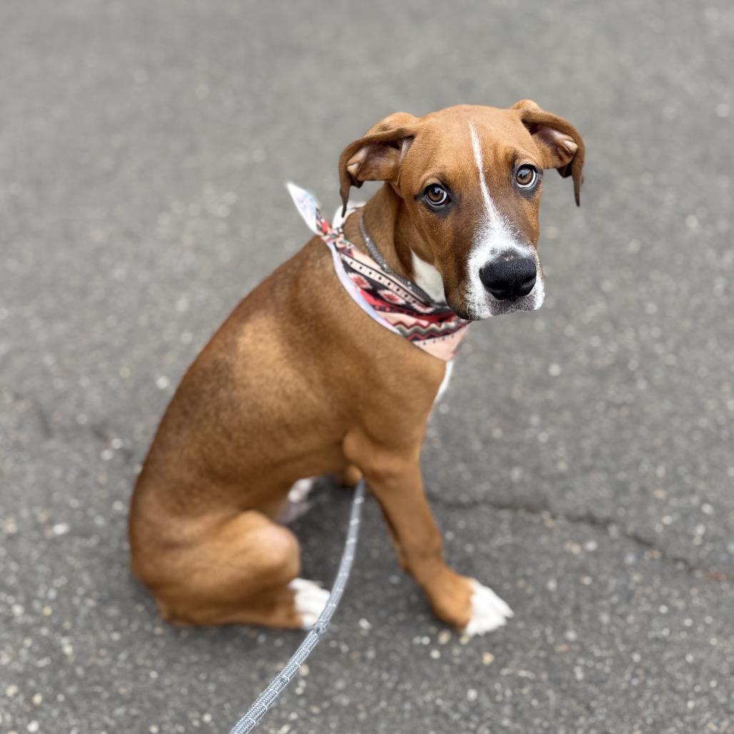 Bambam, Adoptable, Puppy Male Boxer & Mixed Breed.