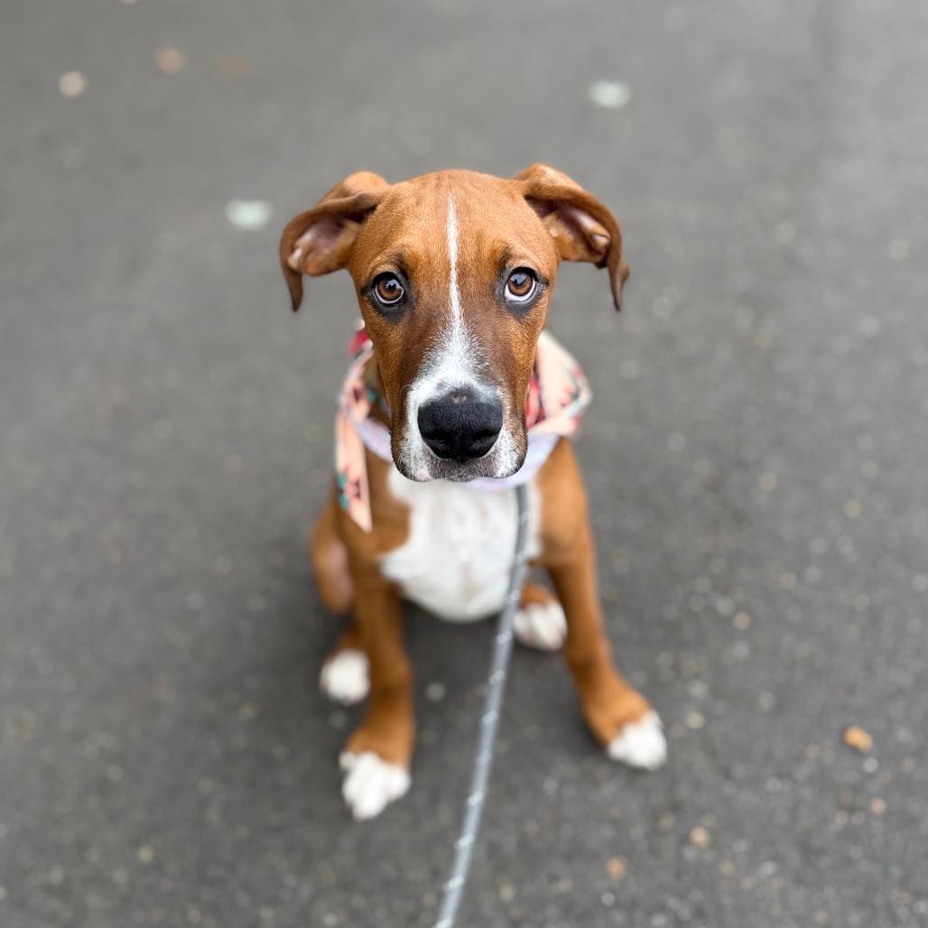 Enlarge Bambam, a Adoptable mixed breed in Newberg, OR image 2/6
