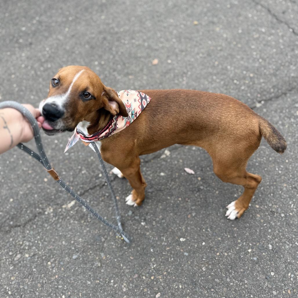 Enlarge Bambam, a Adoptable mixed breed in Newberg, OR image 4/6