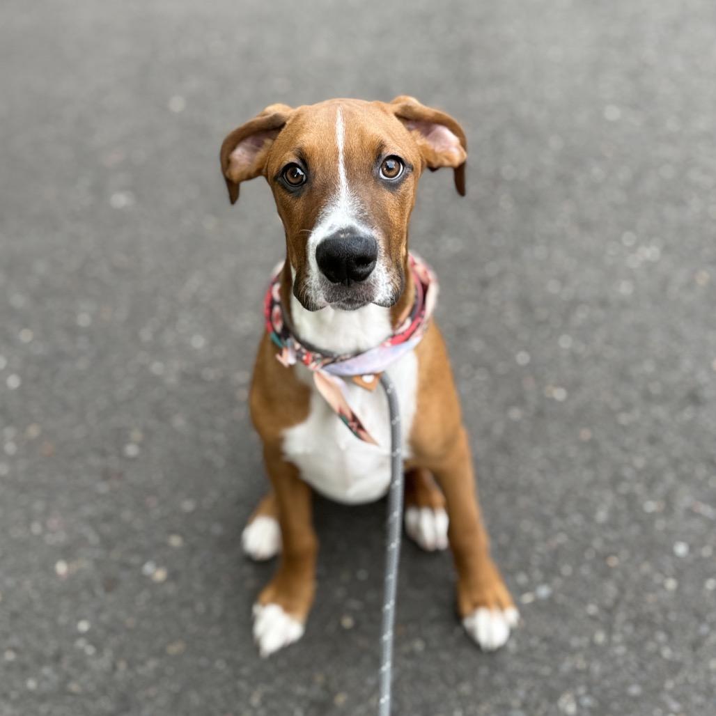 Enlarge Bambam, a Adoptable mixed breed in Newberg, OR image 6/6