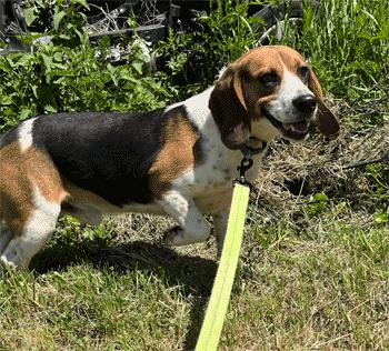 Hank, ADOPTABLE, Adult Male Beagle.