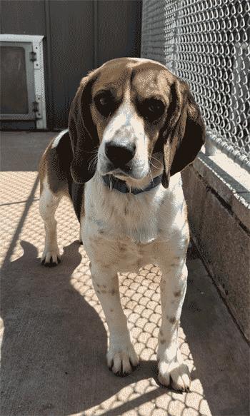 Enlarge Hank, a ADOPTABLE Beagle in West Decatur, PA image 2/6