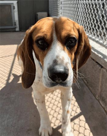 Enlarge Hank, a ADOPTABLE Beagle in West Decatur, PA image 3/6