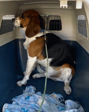 Enlarge Hank, a ADOPTABLE Beagle in West Decatur, PA image 3/3