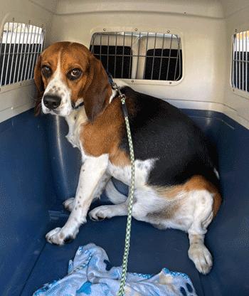 Hank, ADOPTABLE, Adult Male Beagle.