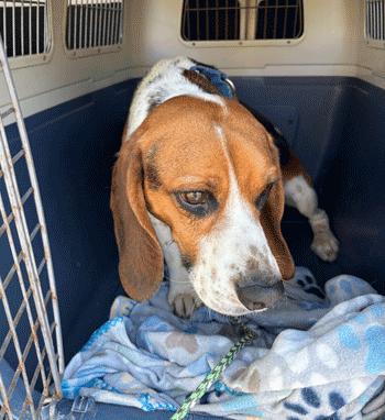 Enlarge Hank, a ADOPTABLE Beagle in West Decatur, PA image 2/3