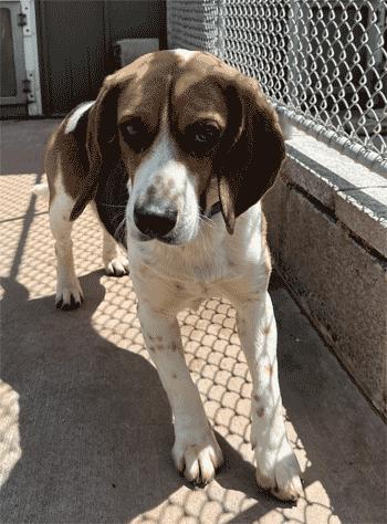 Enlarge Hank, a ADOPTABLE Beagle in West Decatur, PA image 4/6
