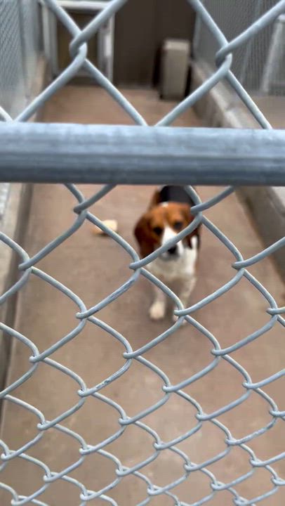 Enlarge Hank, a ADOPTABLE Beagle in West Decatur, PA video 6/6