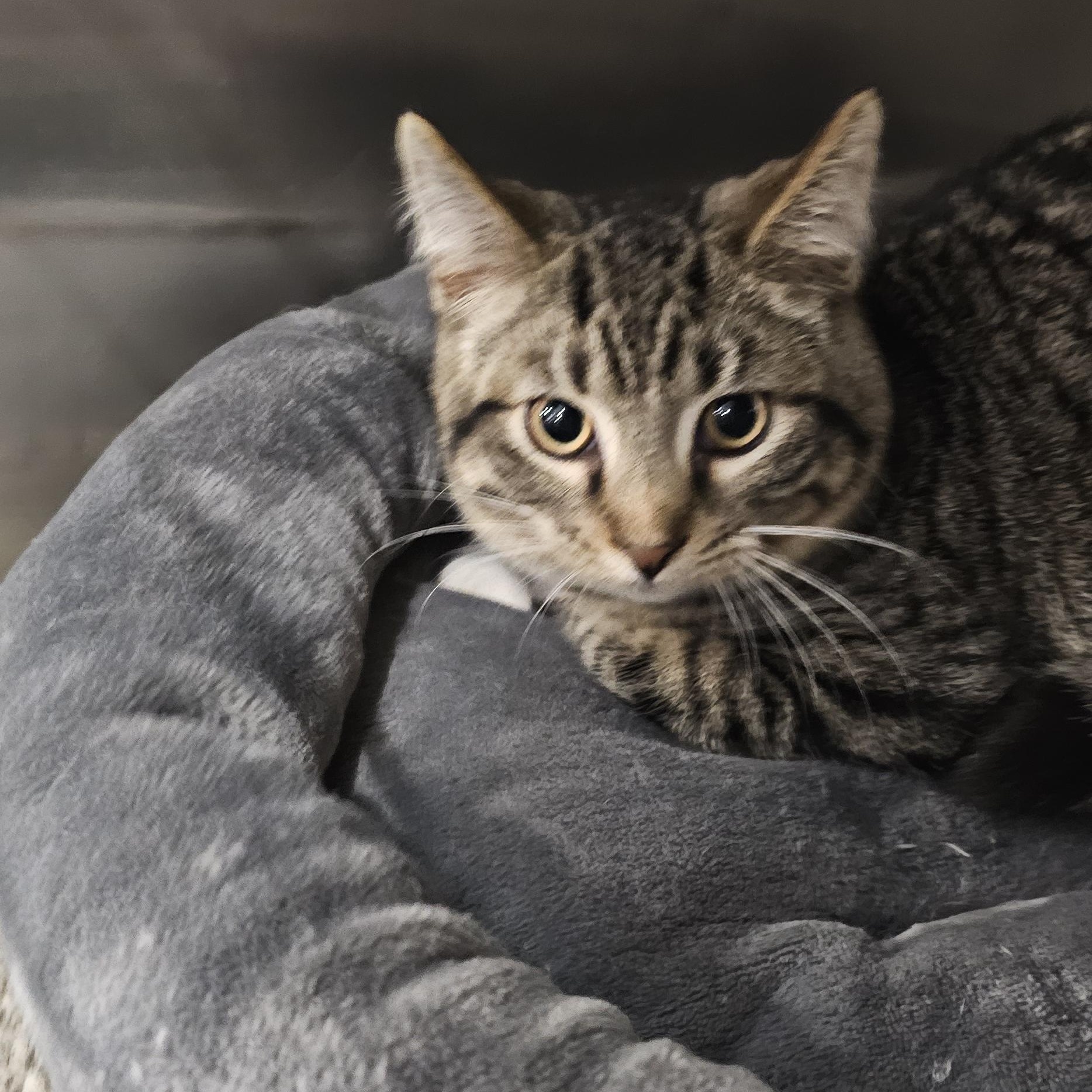 Enlarge Campbell, a Adoptable Domestic Short Hair in Clawson, MI image 1/5