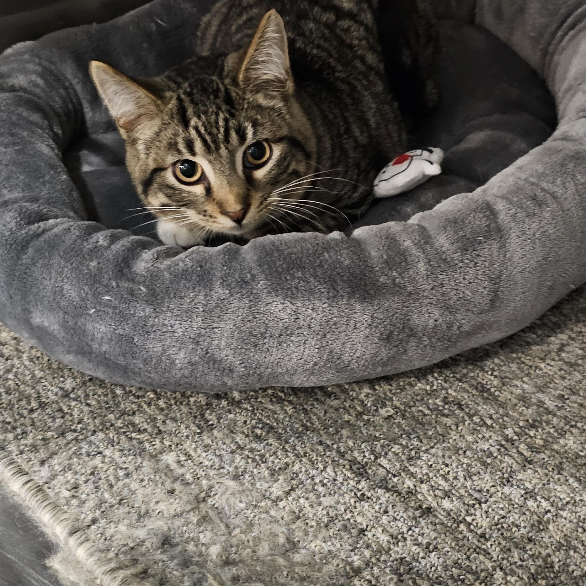 Enlarge Campbell, a Adoptable Domestic Short Hair in Clawson, MI image 2/5