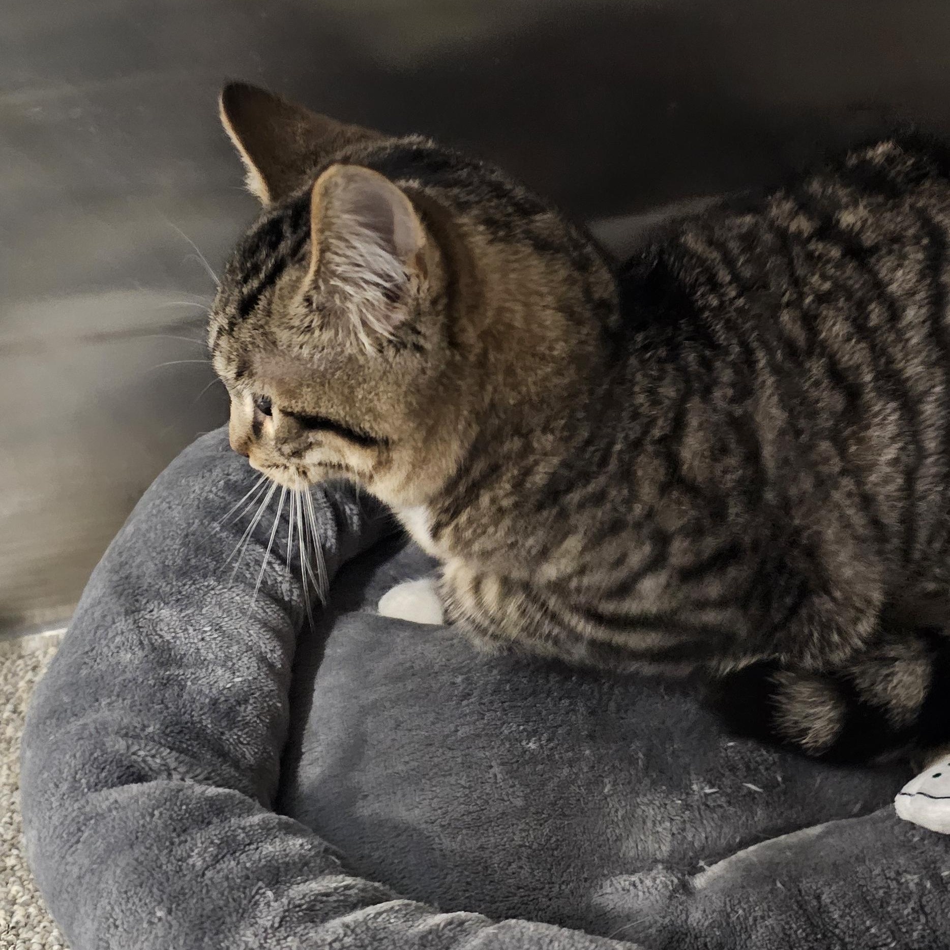 Enlarge Campbell, a Adoptable Domestic Short Hair in Clawson, MI image 3/5