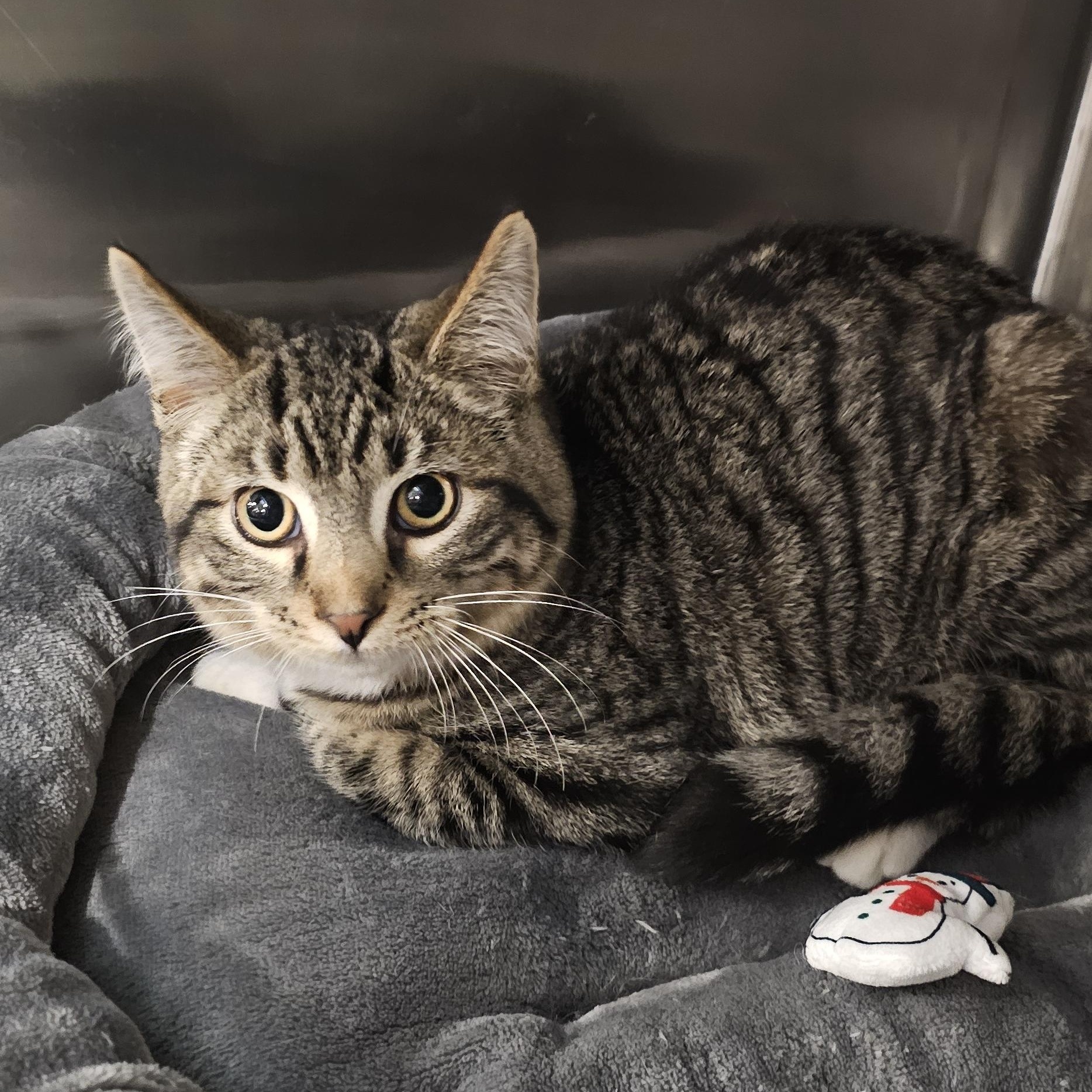 Enlarge Campbell, a Adoptable Domestic Short Hair in Clawson, MI image 4/5