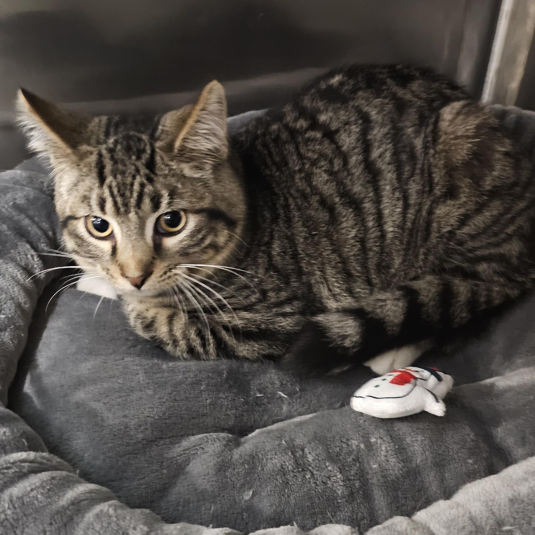 Enlarge Campbell, a Adoptable Domestic Short Hair in Clawson, MI image 5/5