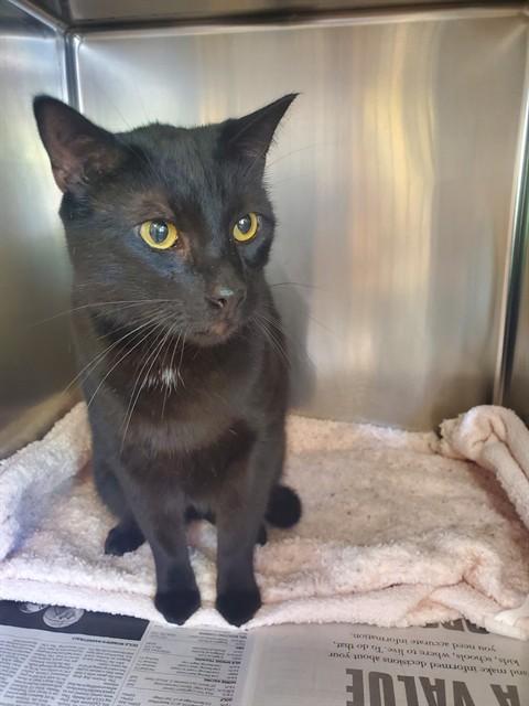 BRUCE, Adoptable, Adult Male Domestic Short Hair.