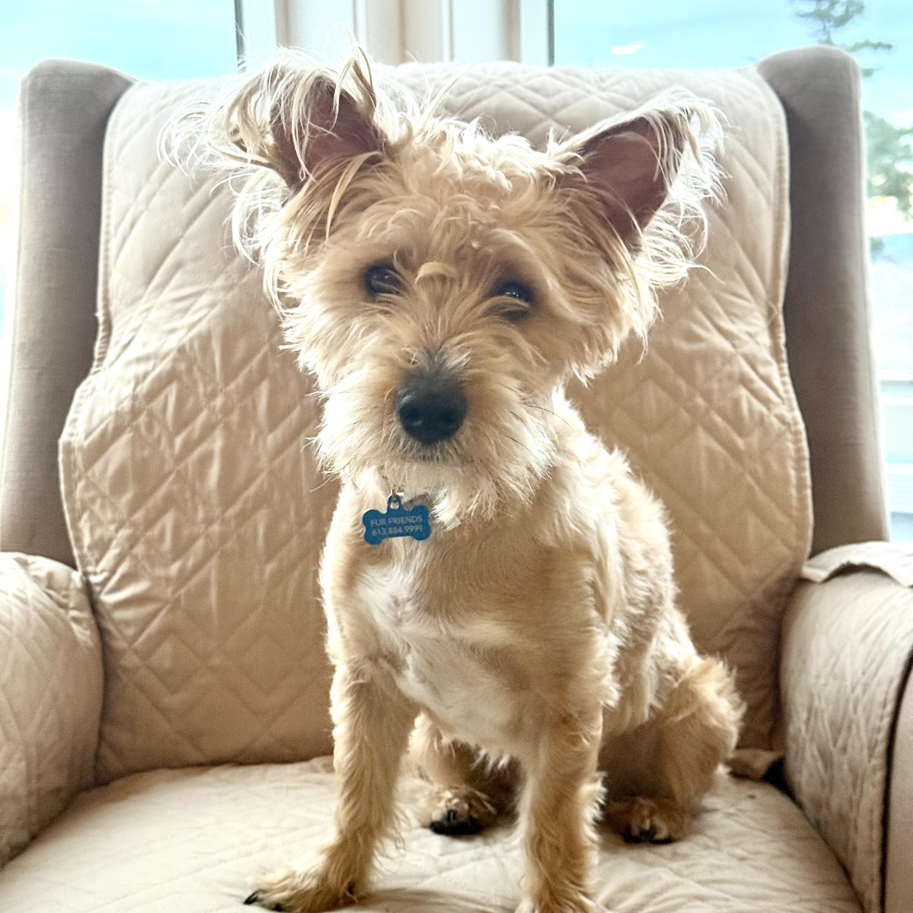 Enlarge Buttons, a Adoptable mixed breed in Saint Helens, OR image 2/6