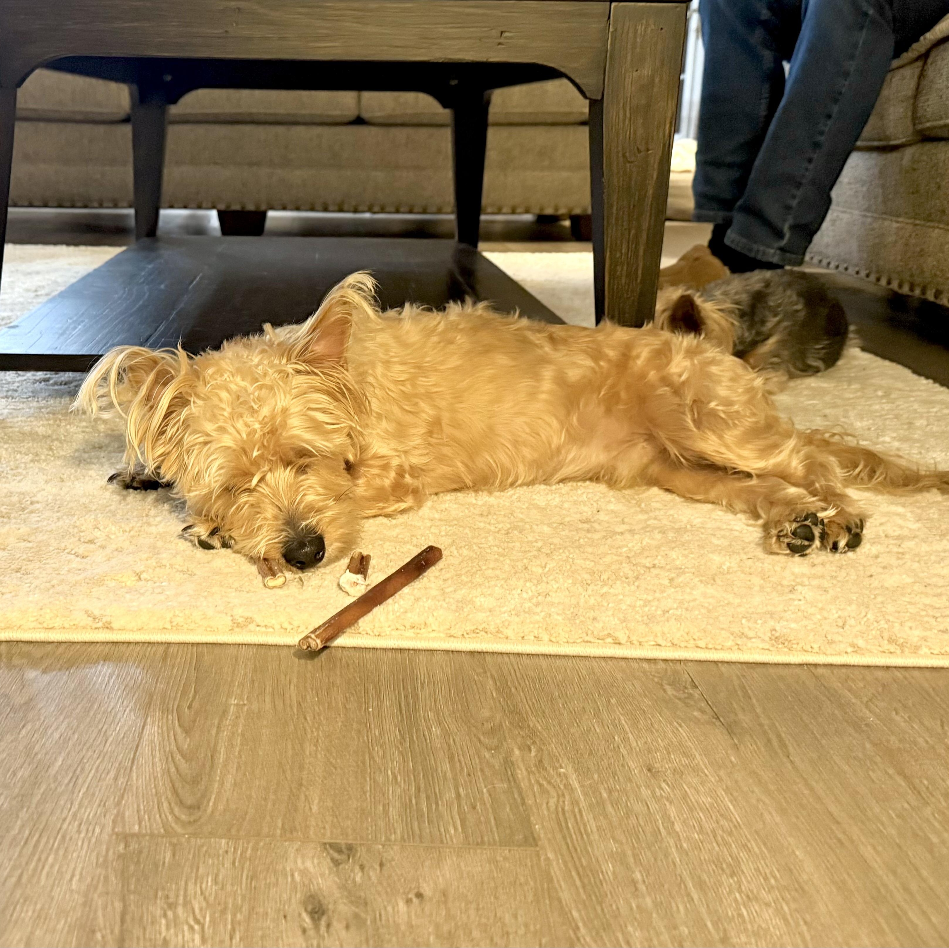 Enlarge Buttons, a Adoptable mixed breed in Saint Helens, OR image 3/6