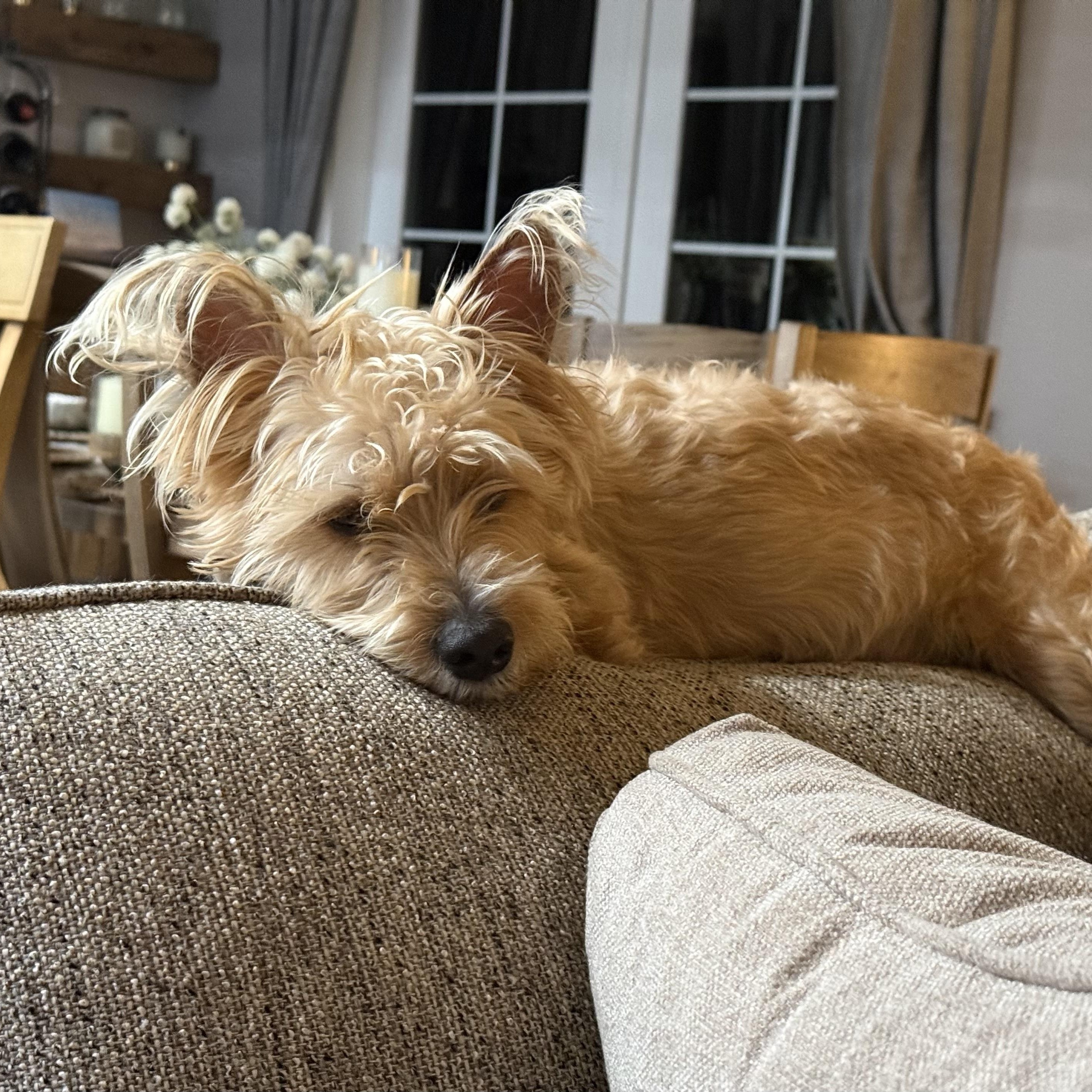 Enlarge Buttons, a Adoptable mixed breed in Saint Helens, OR image 4/6
