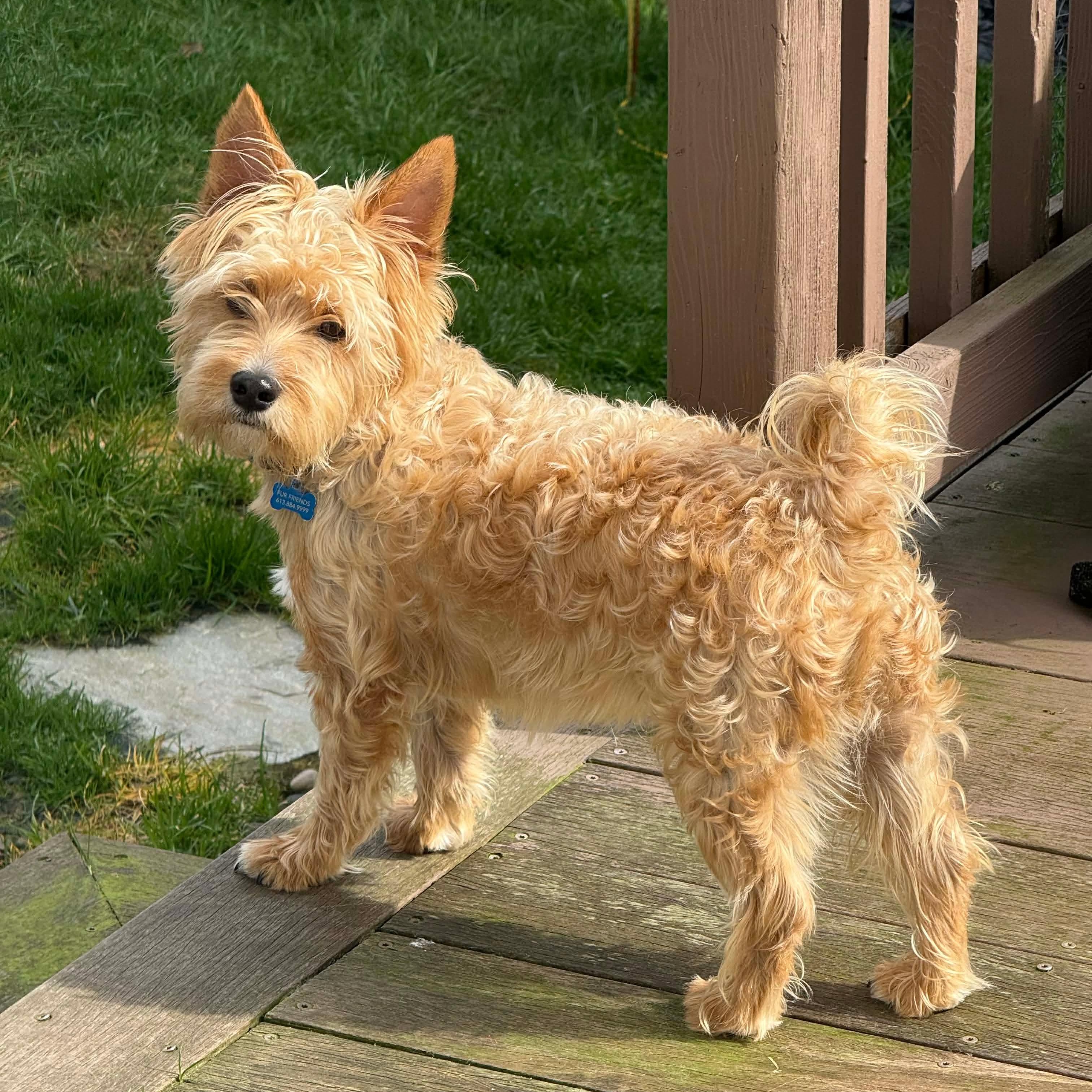 Enlarge Buttons, a Adoptable mixed breed in Saint Helens, OR image 1/6