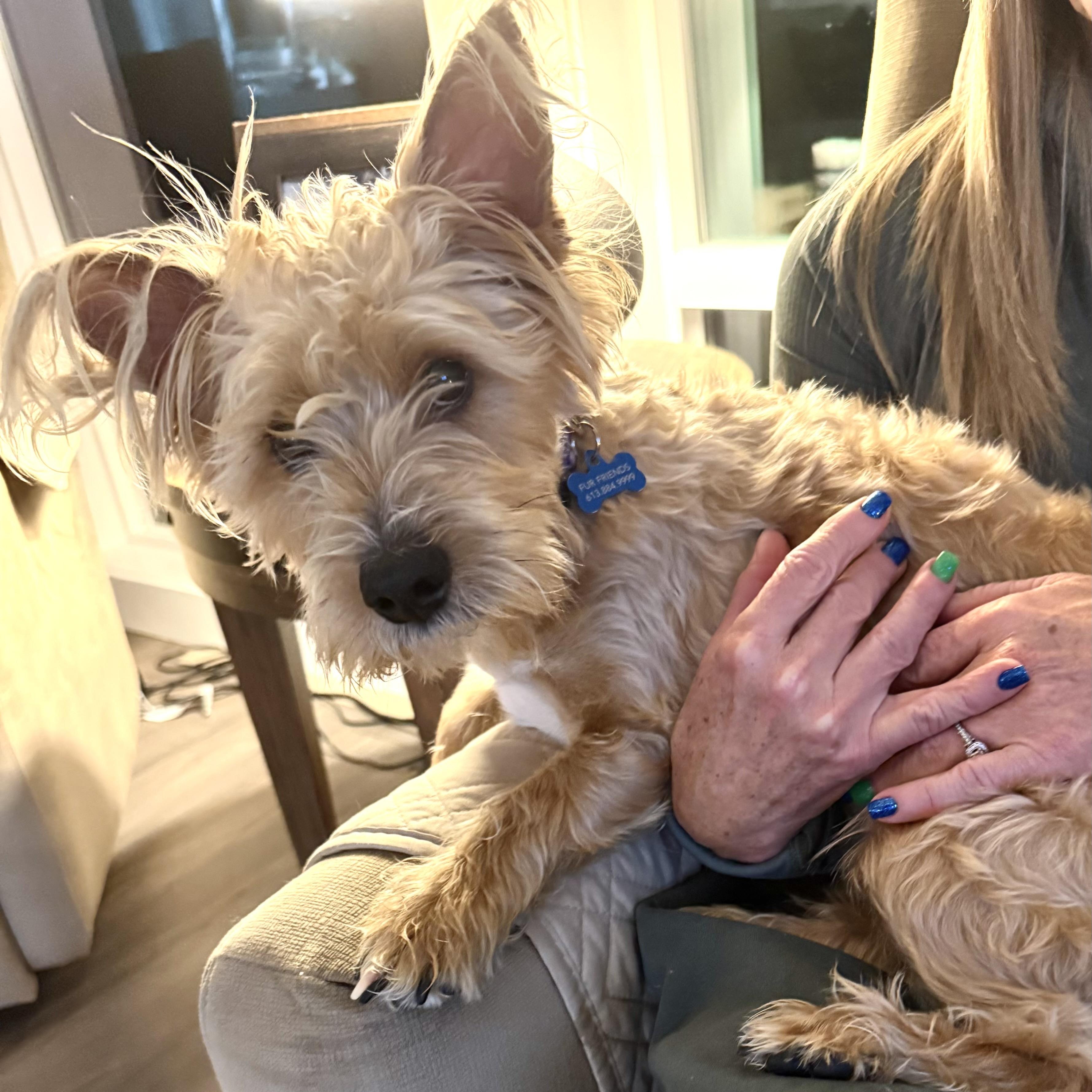 Enlarge Buttons, a Adoptable mixed breed in Saint Helens, OR image 5/6