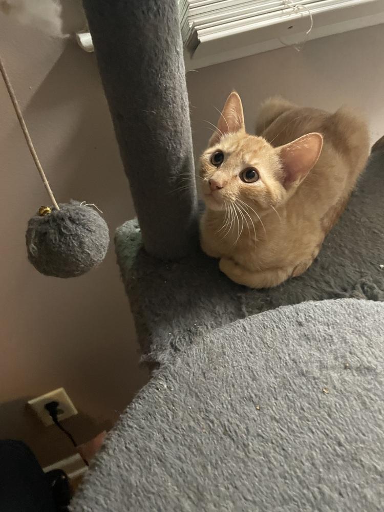 Jon Bon Hoagie, Adoptable, Kitten Male Domestic Short Hair.