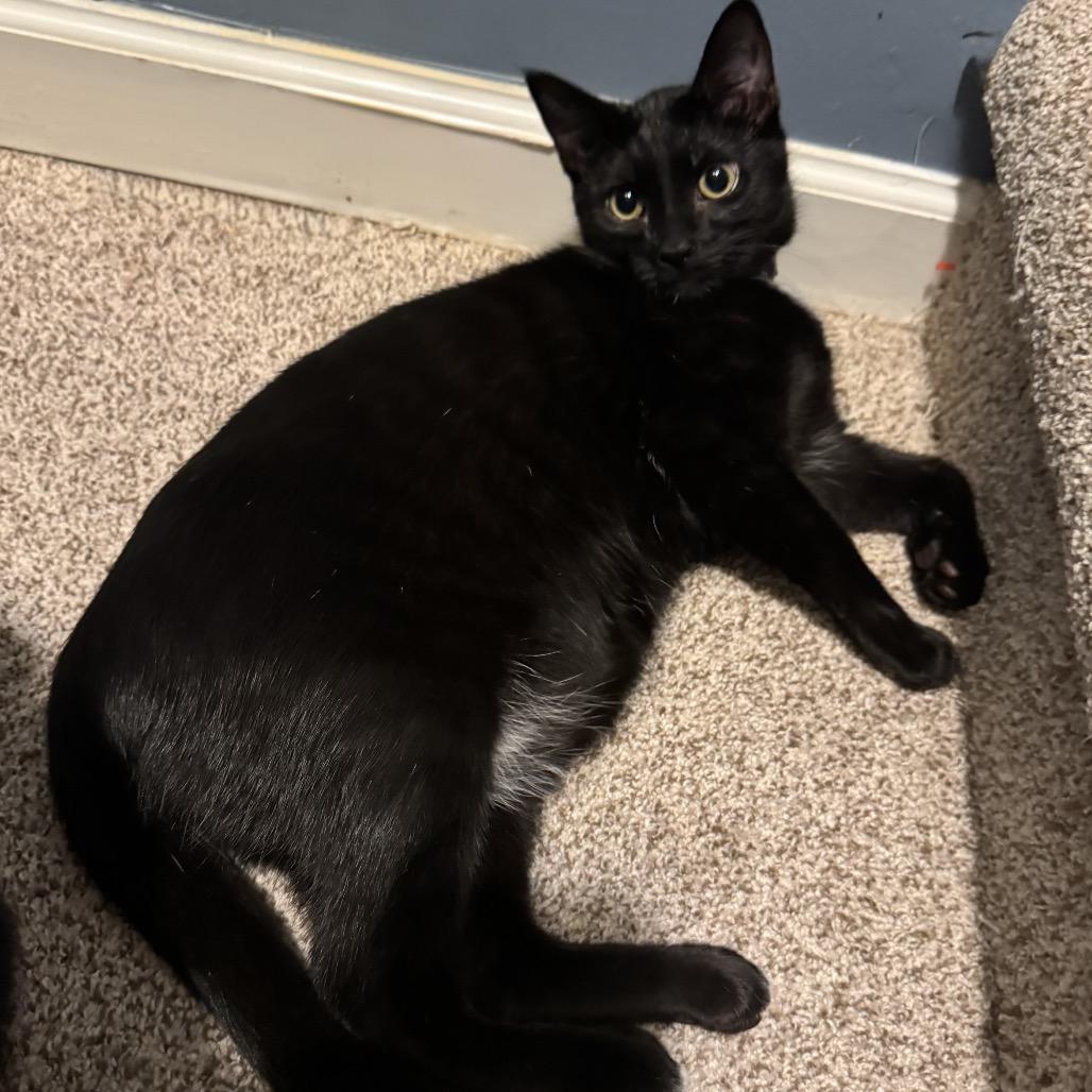 Paul McCartney, a Adoptable Domestic Short Hair in Chattanooga, TN image 2/6