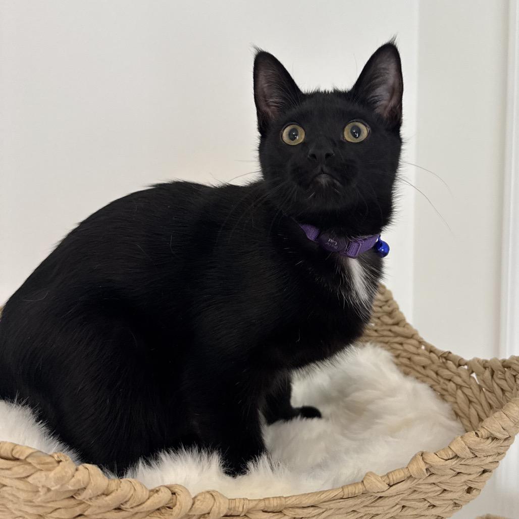 Enlarge Paul McCartney, a Adoptable Domestic Short Hair in Chattanooga, TN image 6/6