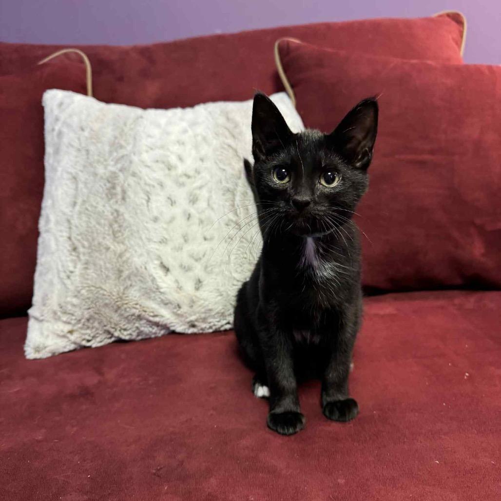 Paul McCartney, a Adoptable Domestic Short Hair in Chattanooga, TN image 4/6