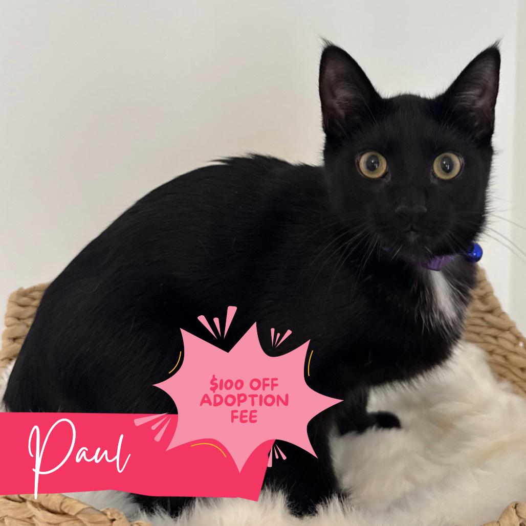Paul McCartney, a Adoptable Domestic Short Hair in Chattanooga, TN image 1/6