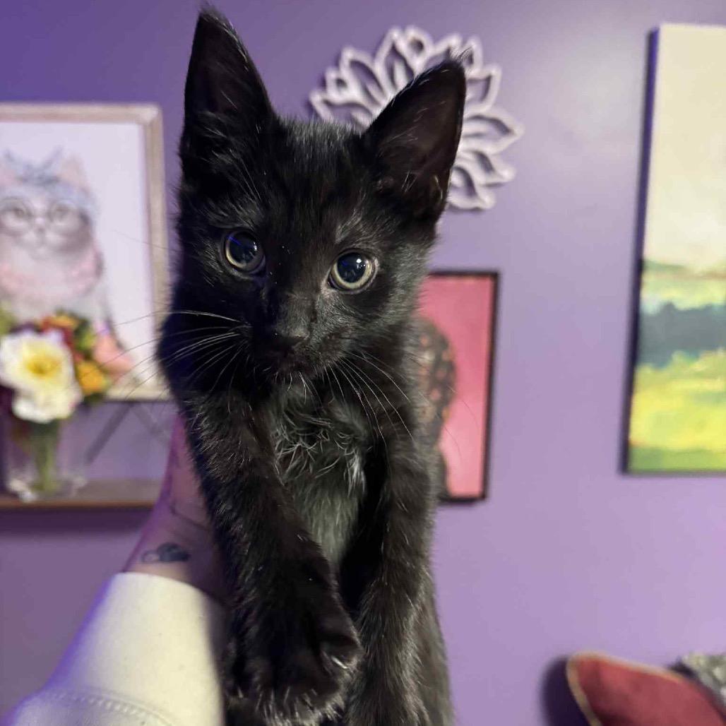 Paul McCartney, a Adoptable Domestic Short Hair in Chattanooga, TN image 5/6