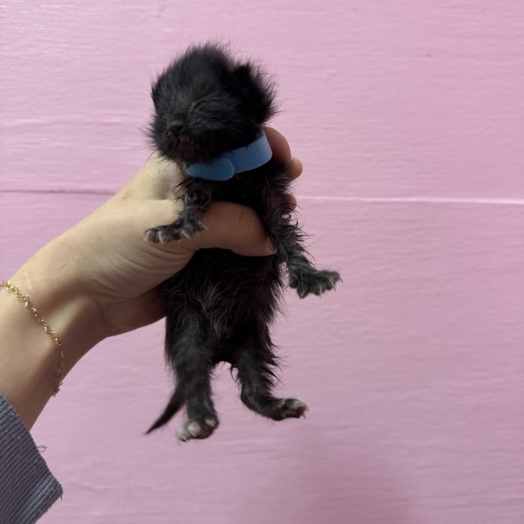 Paul McCartney, a Adoptable Domestic Short Hair in Chattanooga, TN image 6/6