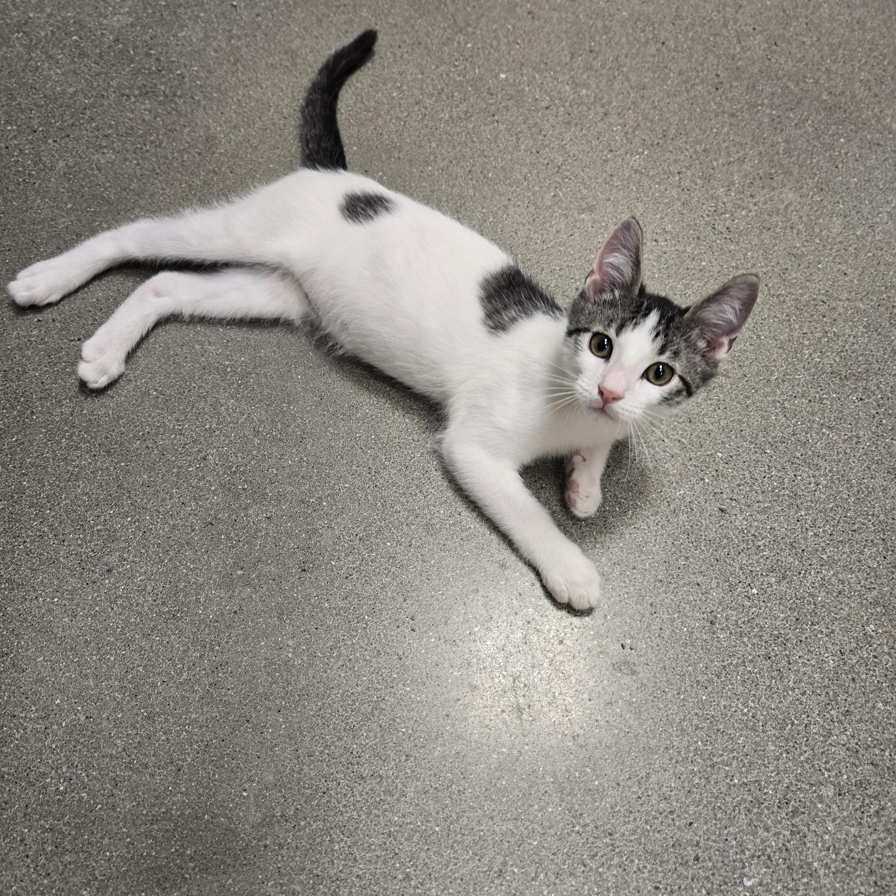 Obie-Wan-Kenobi, a ADOPTABLE Domestic Short Hair in Sedalia, MO image 1/6