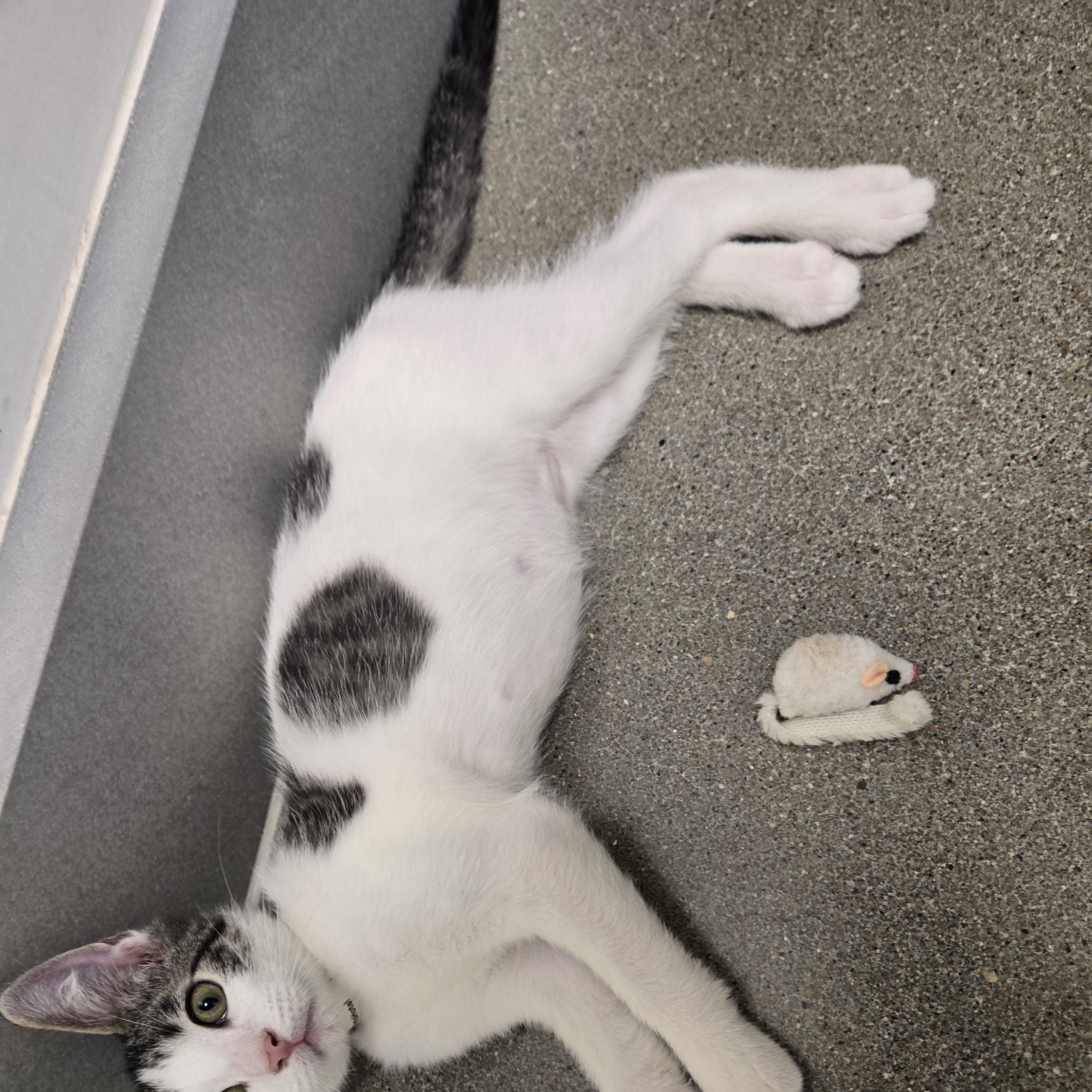 Obie-Wan-Kenobi, a ADOPTABLE Domestic Short Hair in Sedalia, MO image 2/6
