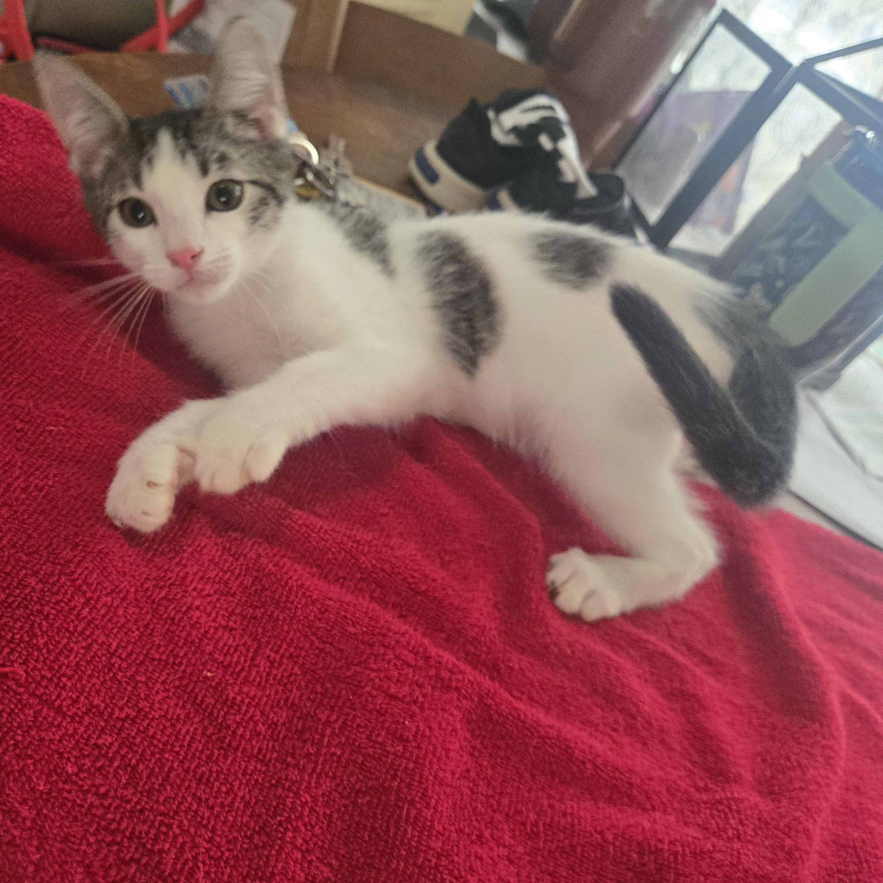 Obie-Wan-Kenobi, a ADOPTABLE Domestic Short Hair in Sedalia, MO image 5/6