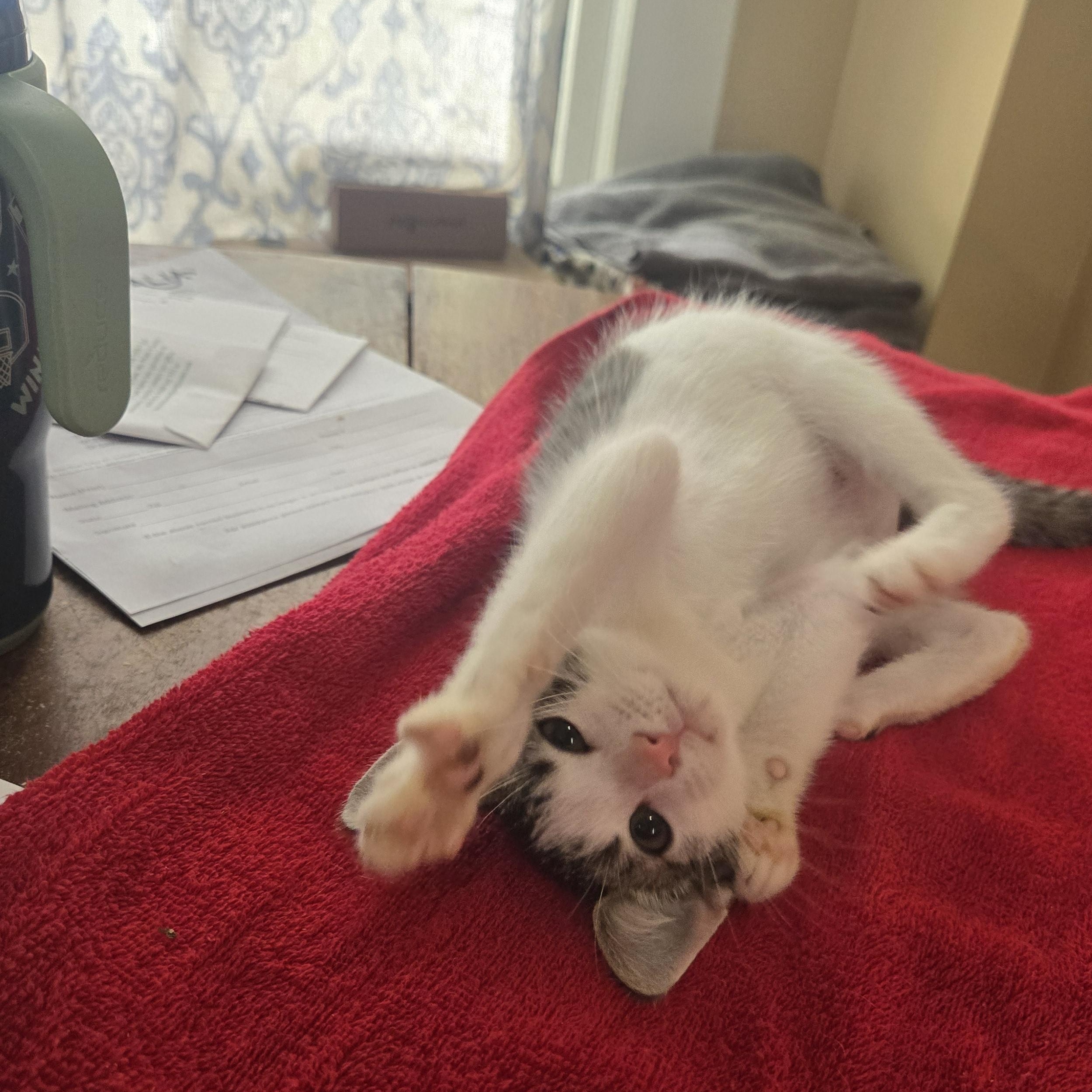 Obie-Wan-Kenobi, a ADOPTABLE Domestic Short Hair in Sedalia, MO image 4/6