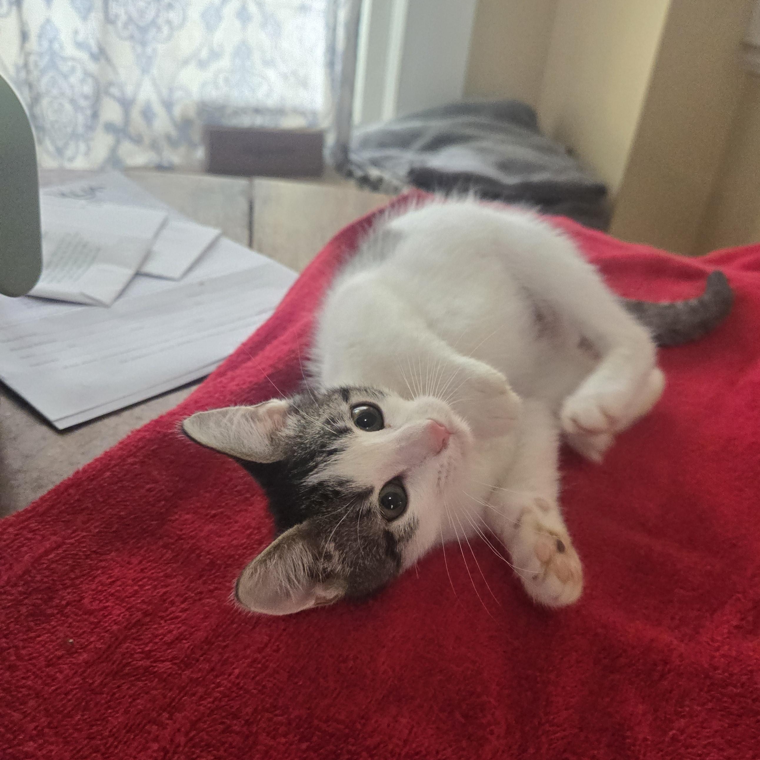 Obie-Wan-Kenobi, a ADOPTABLE Domestic Short Hair in Sedalia, MO image 6/6
