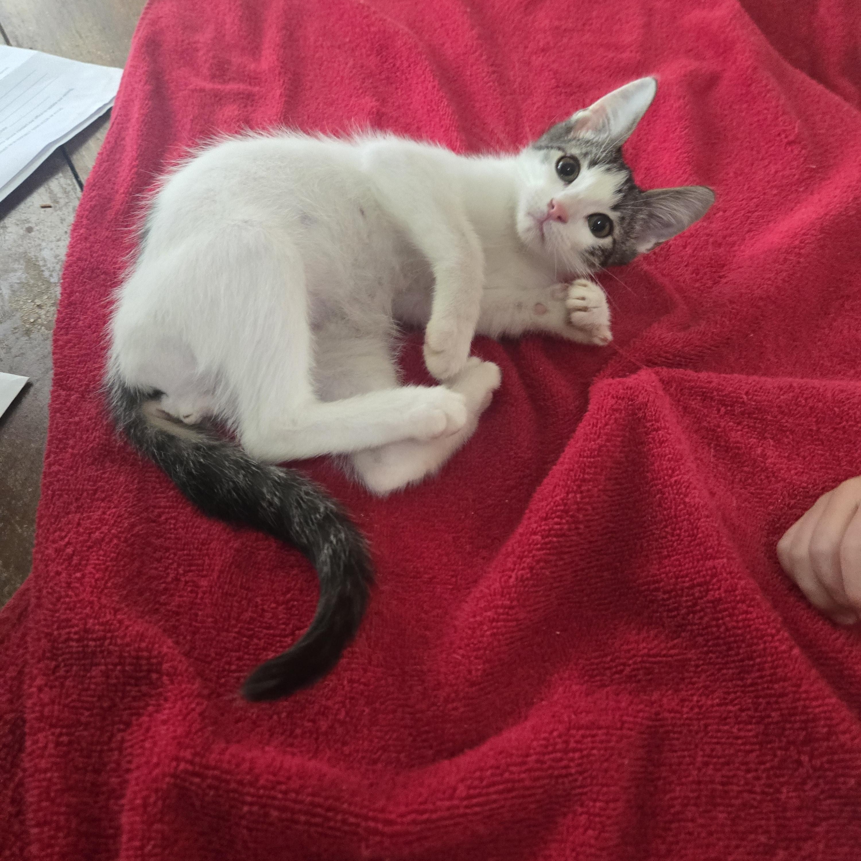 Obie-Wan-Kenobi, a ADOPTABLE Domestic Short Hair in Sedalia, MO image 3/6