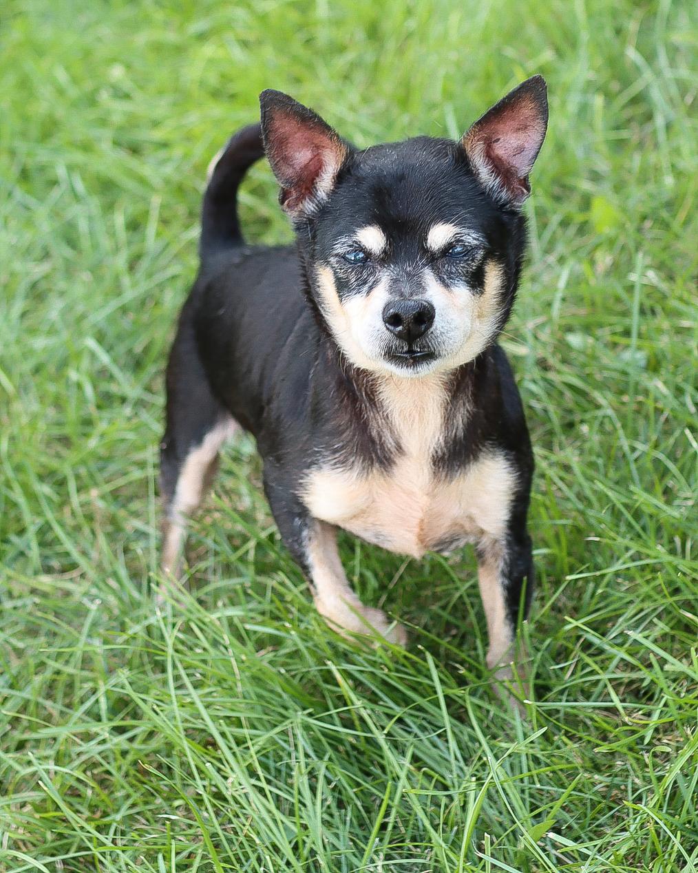 Sharon & Ozzy (*BONDED PAIR*), a Adoptable mixed breed in Lancaster, OH image 1/2