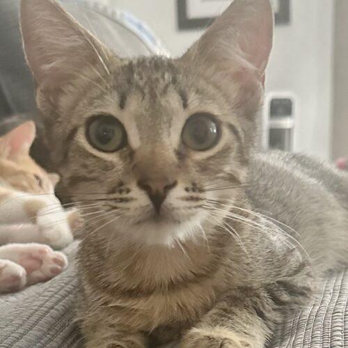 Enlarge Murphy, a Adoptable Domestic Short Hair in Coachella, CA image 4/5