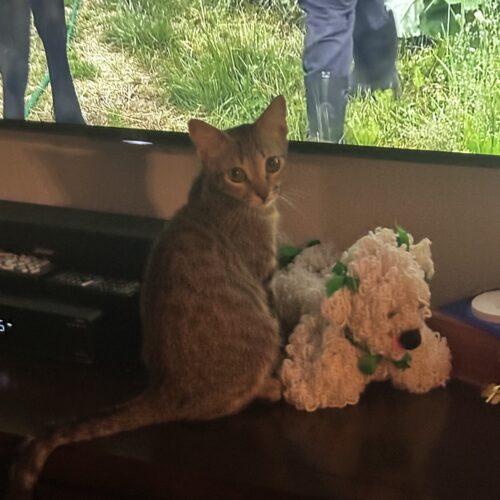 Enlarge Murphy, a Adoptable Domestic Short Hair in Coachella, CA image 5/5