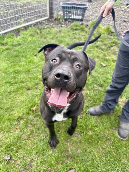 Enlarge Squishy, a ADOPTABLE mixed breed in Roseburg, OR image 1/1
