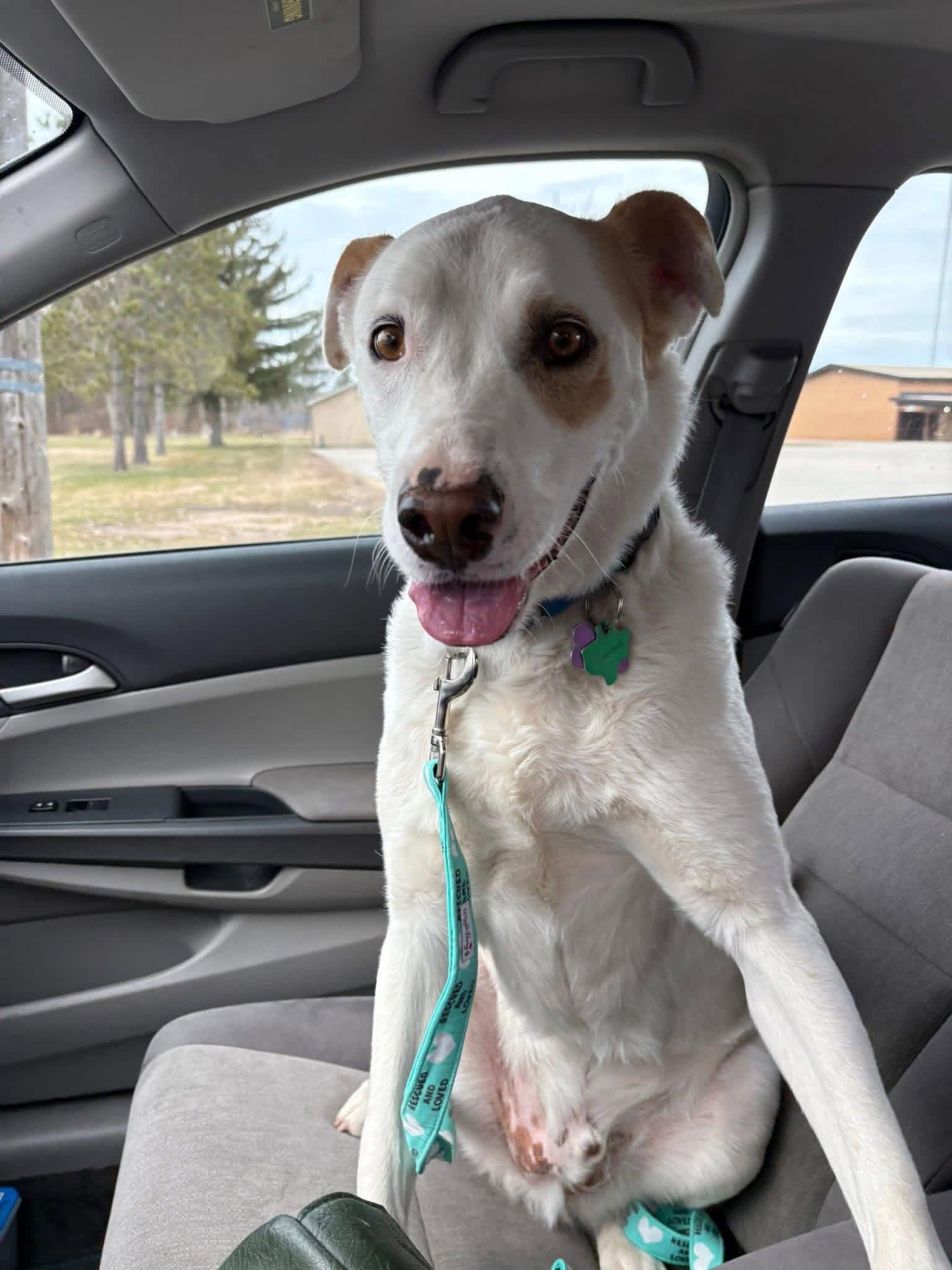 Batman, Adopted, Adult Male Great Pyrenees.